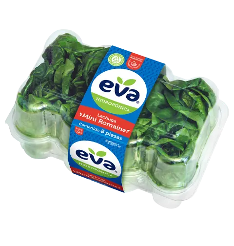 lechuga-miniromaine-8-piezas-eva