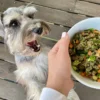 What Are the Best Foods for Your Dog?