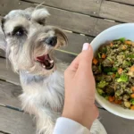 What Are the Best Foods for Your Dog?