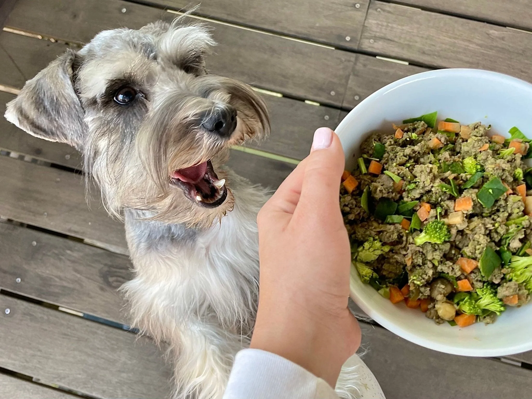 What Are the Best Foods for Your Dog?